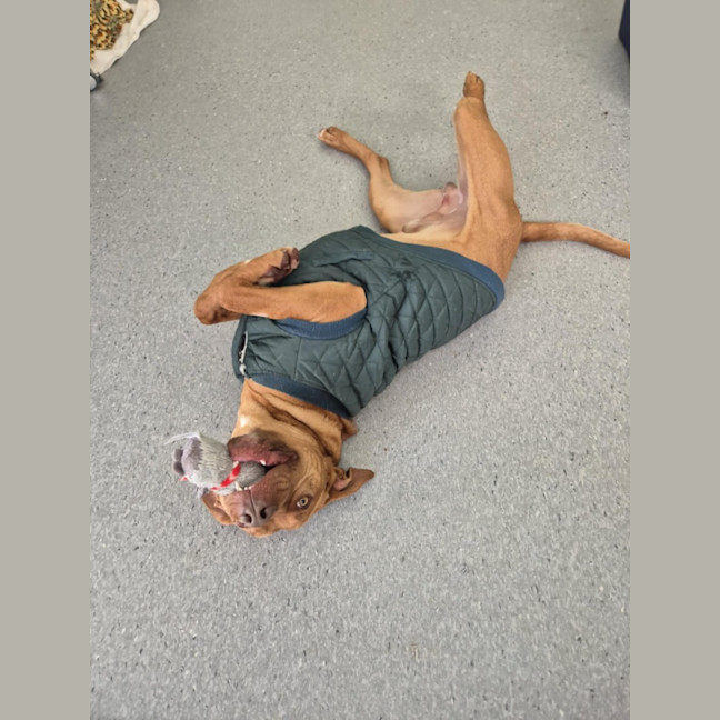 Photo of Pikelet 🥞