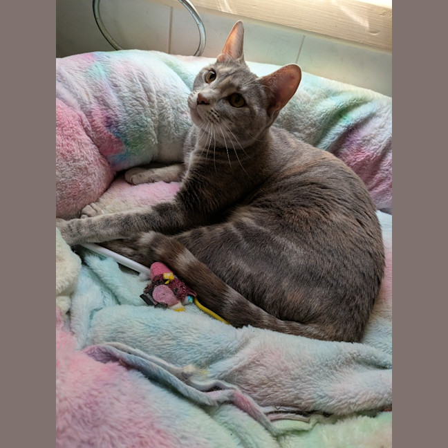 Photo of Tofu