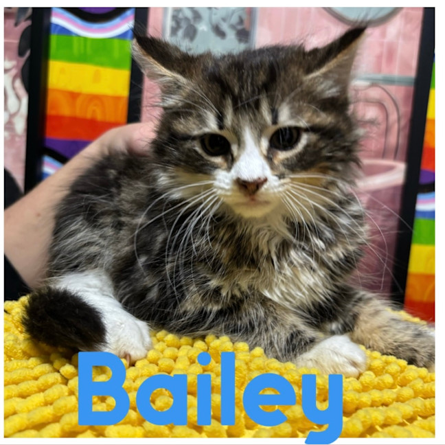 Photo of Bailey