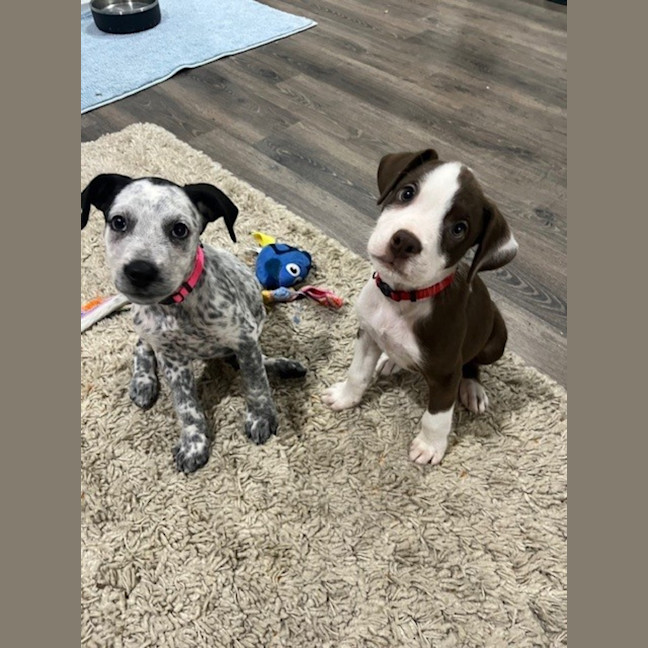 Photo of Lilo