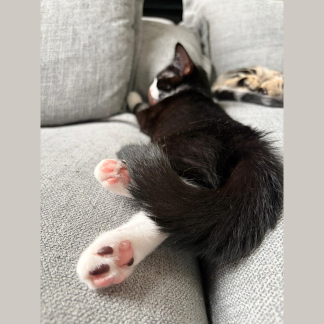 Photo of 🤍 Momo 🖤