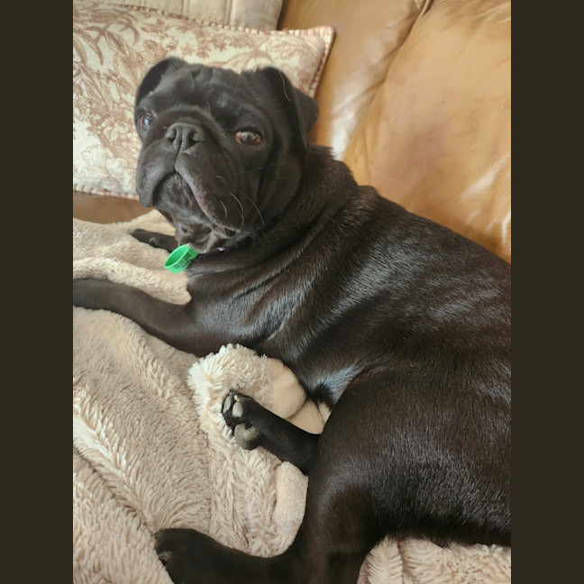 Photo of Coco