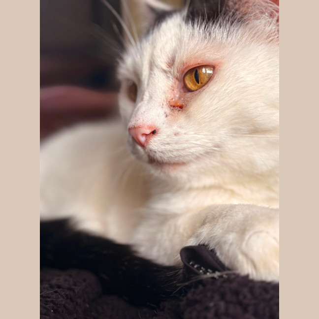 Photo of Bella