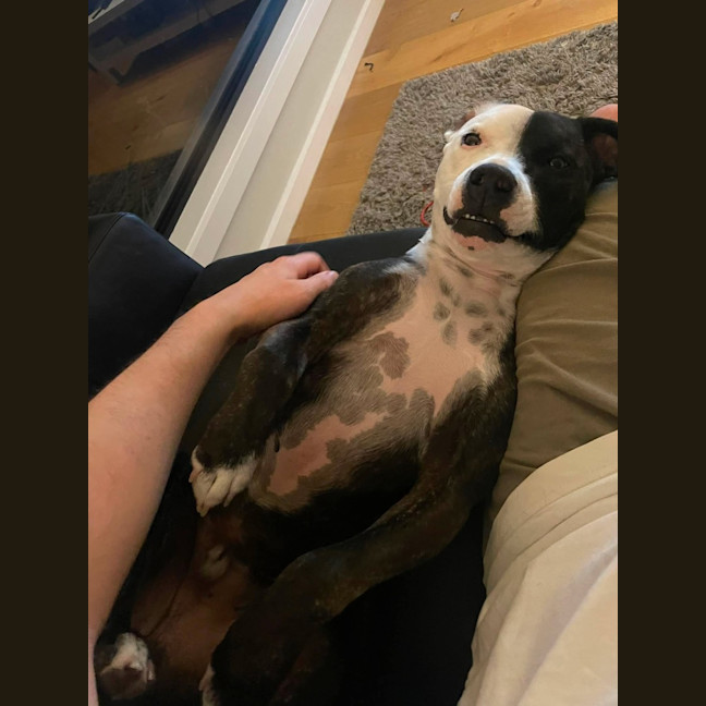 Photo of Rocky "Urgent Foster Carer Needed"