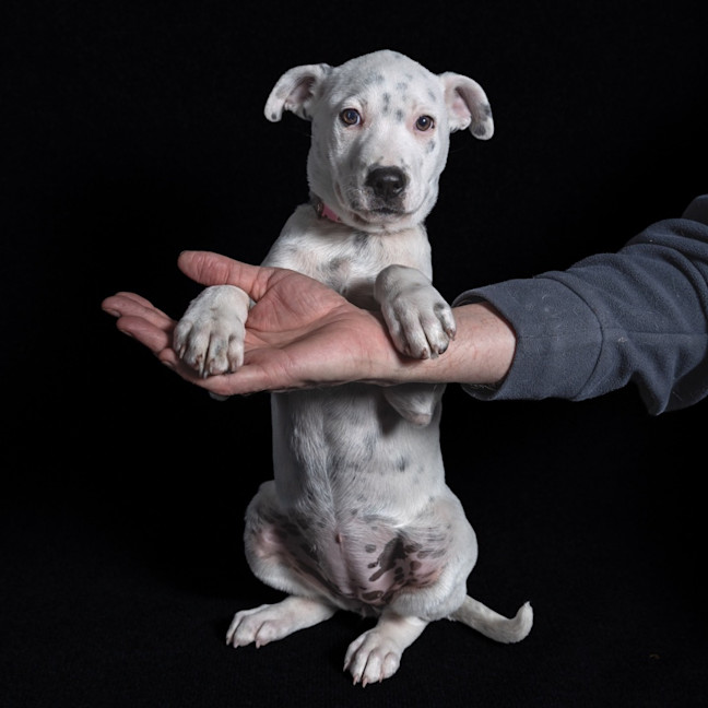 Photo of Stella
