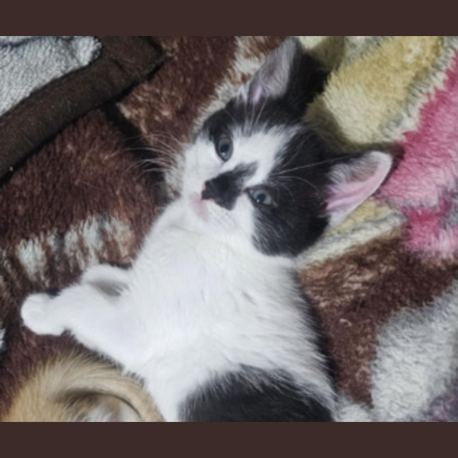 Photo of Richard *9 Lives Project Rescue*