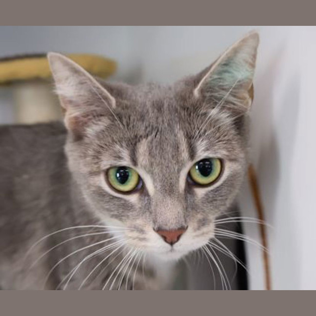 Photo of Athena