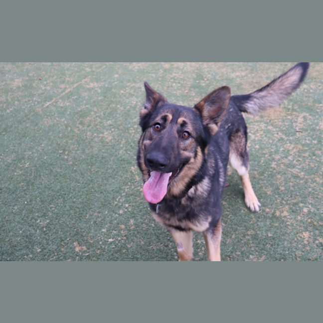 Photo of Koda