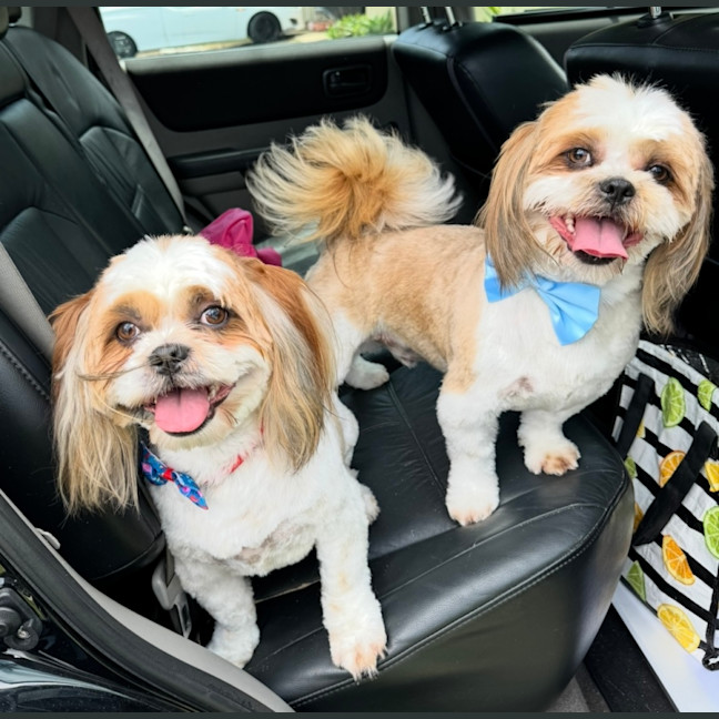 Photo of Chewy And Warf 🐶😎