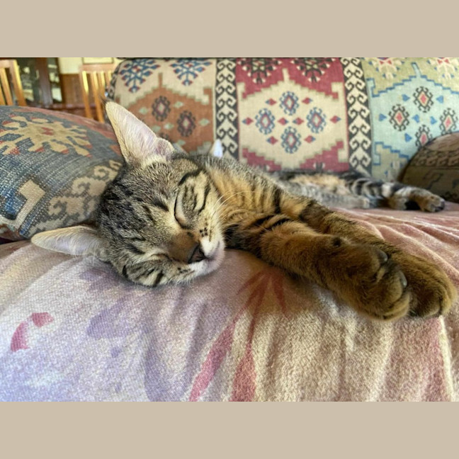 Photo of Spud And Chip