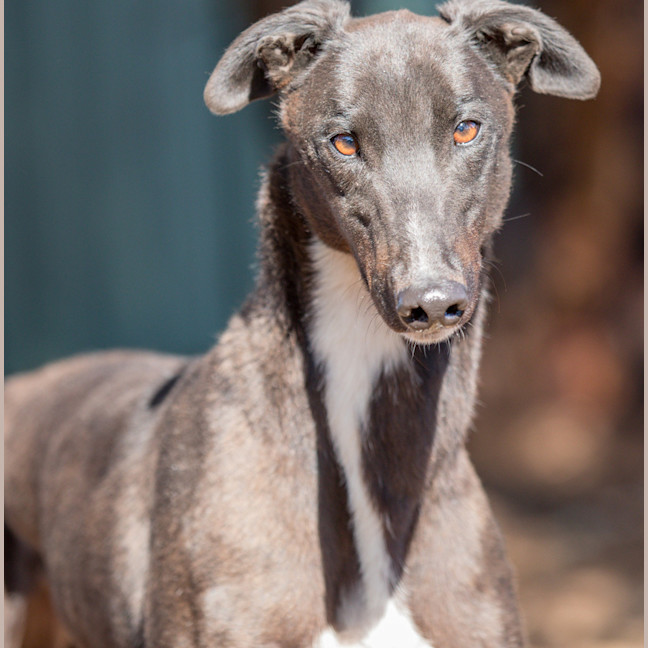 Photo of Jed Eye