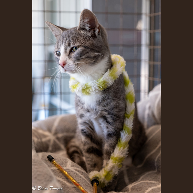 Photo of Mowgli