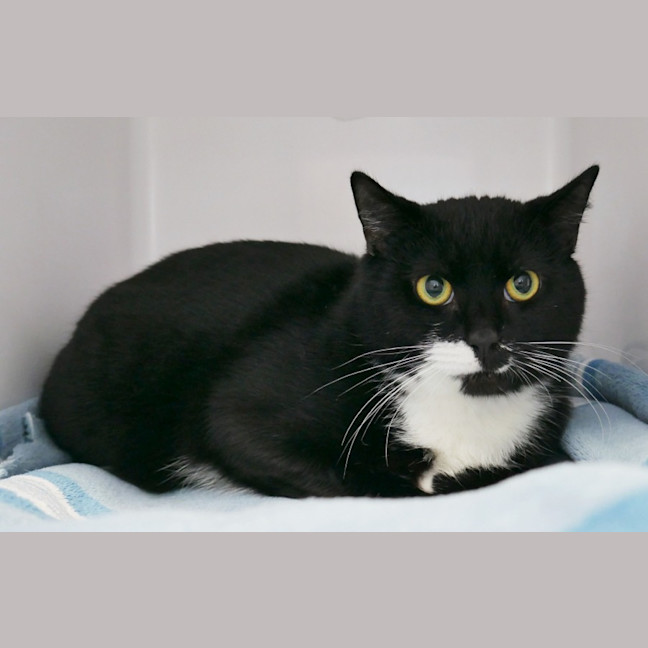 Photo of Bumble Sta012812