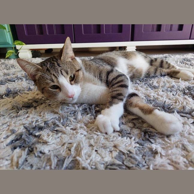Photo of Henry