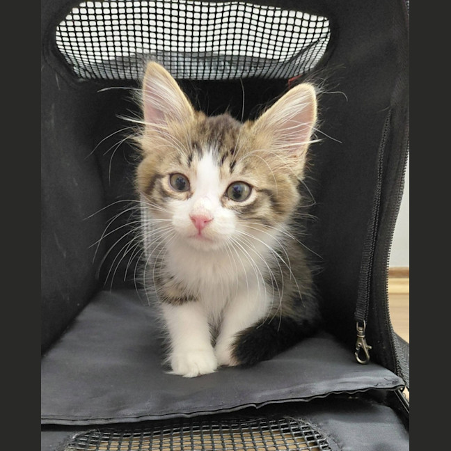 Photo of Mr Purr