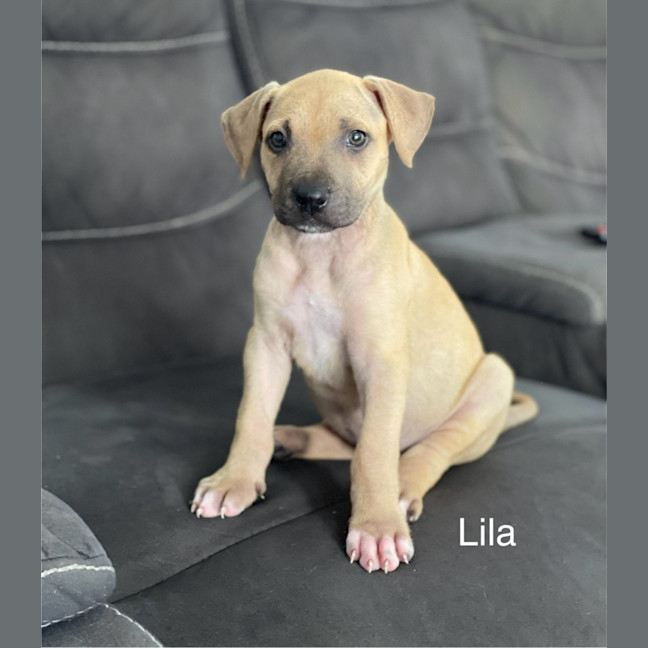Photo of Lila
