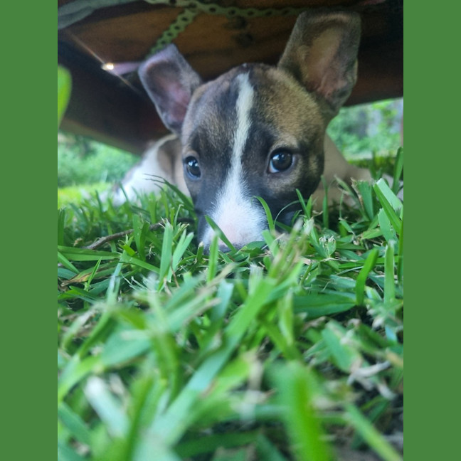 Photo of Dasher