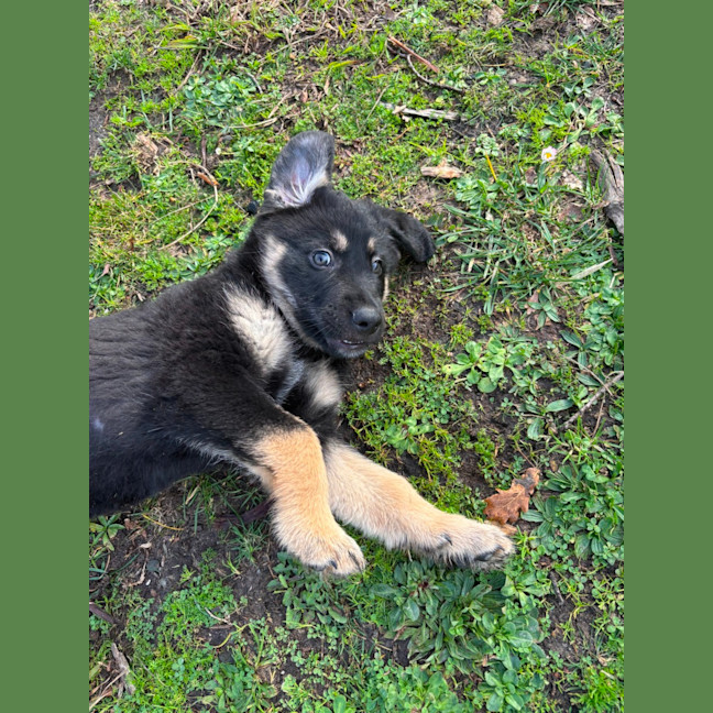 Photo of Boobook