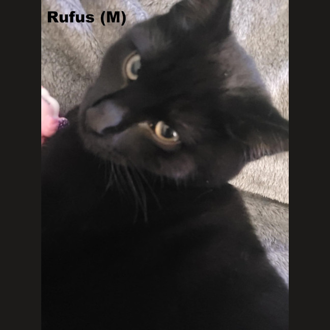 Photo of Rufus
