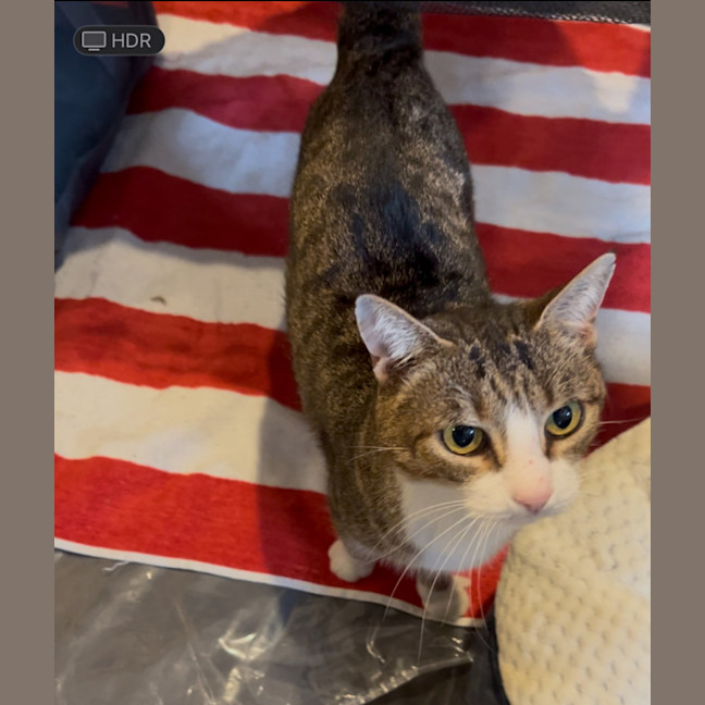 Photo of Lego   The Missing Piece