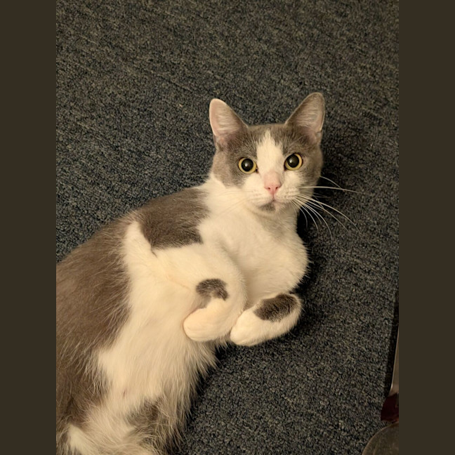 Photo of Sugar