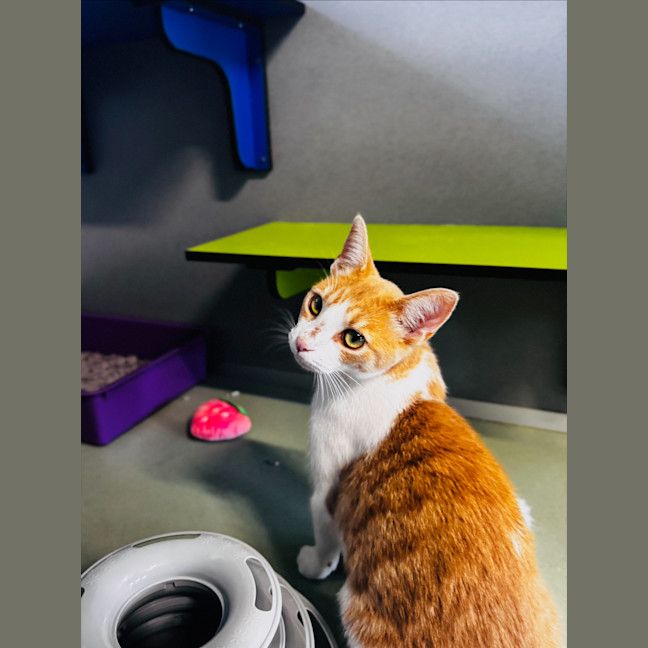 Photo of Maple
