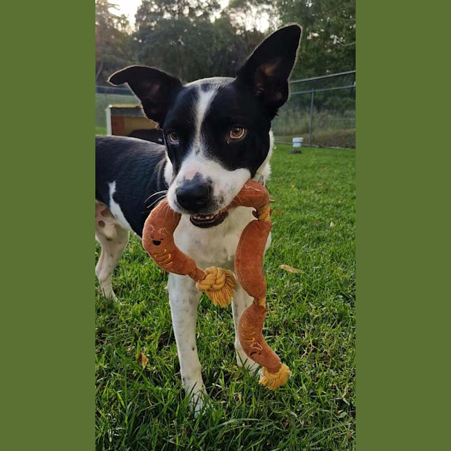 Photo of Dozer