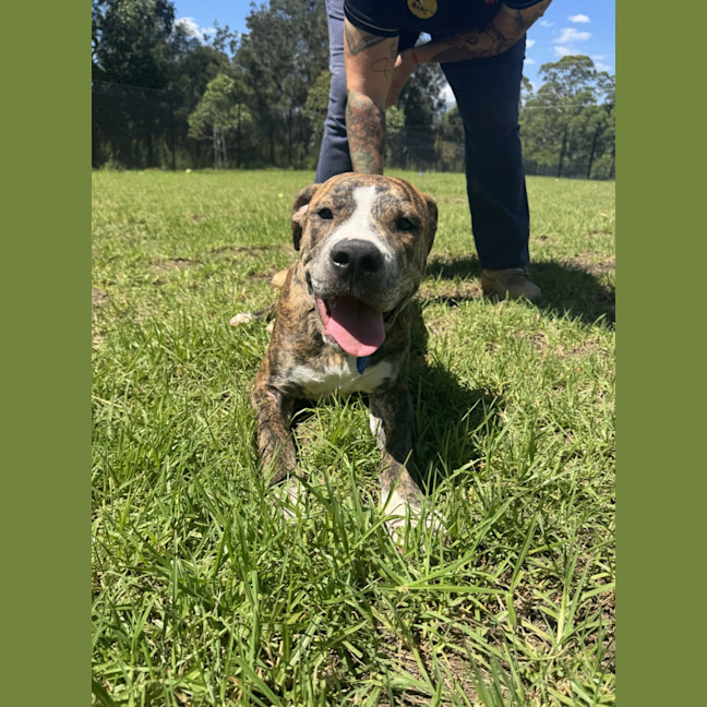 Photo of Hansel Imp 353