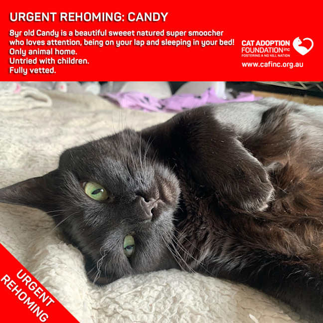 Photo of Candy Private Rehoming No Charge!