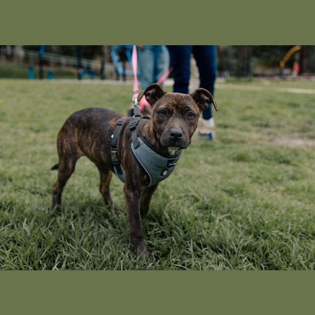 Photo of Bestiny