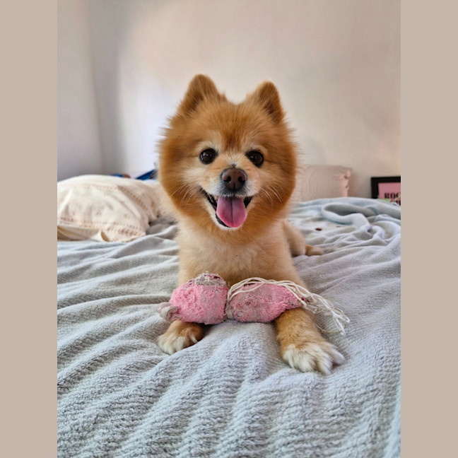 Photo of Ricco   10 Year Old Pomeranian (Trial)