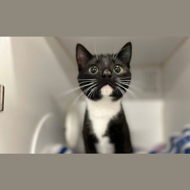 Photo of Puffin