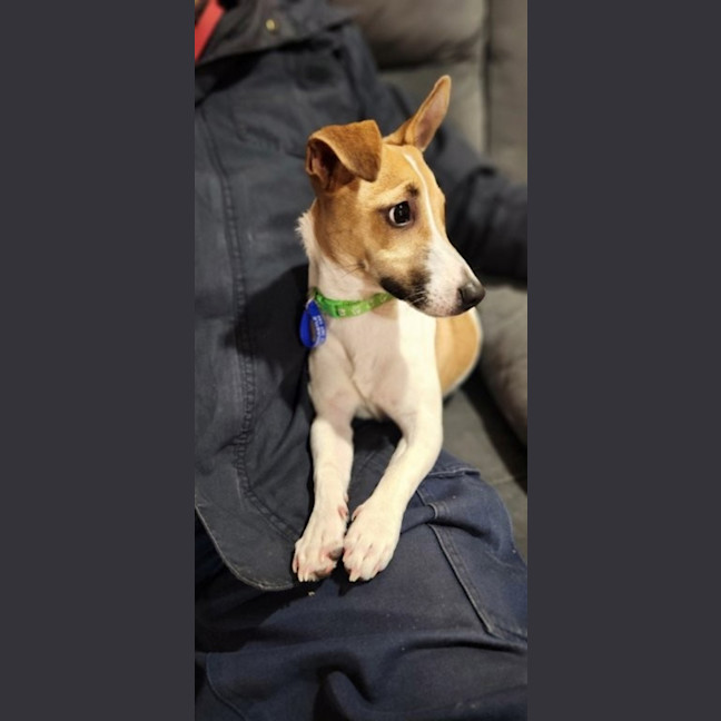 Photo of Aylin   4 Month Old Jack Russell