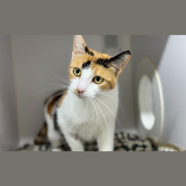 Photo of Junie