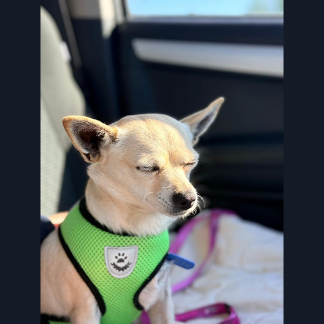 Photo of Honey