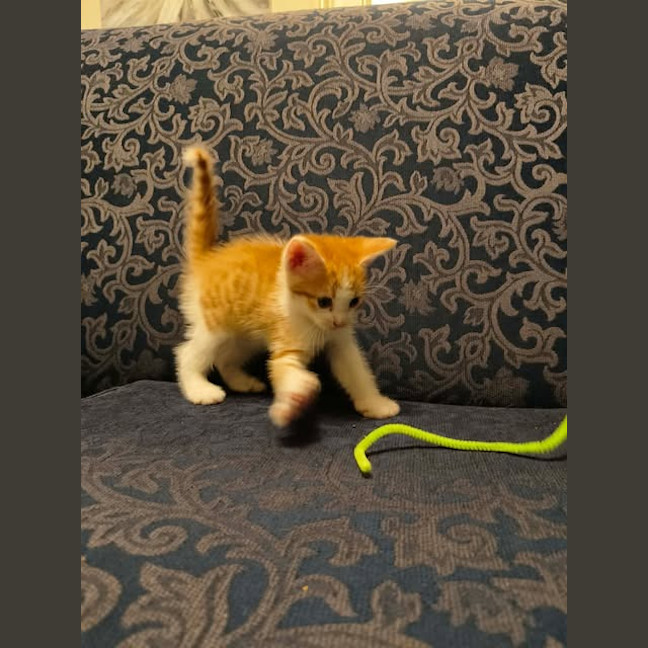 Photo of Ed Sheeran