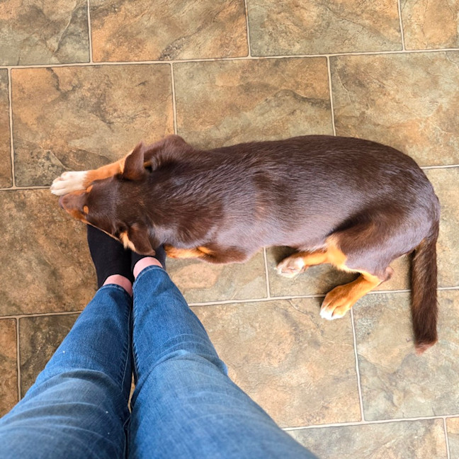 Photo of Baguette