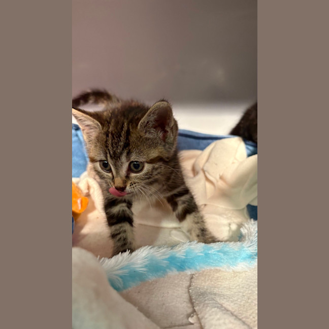 Photo of Clover