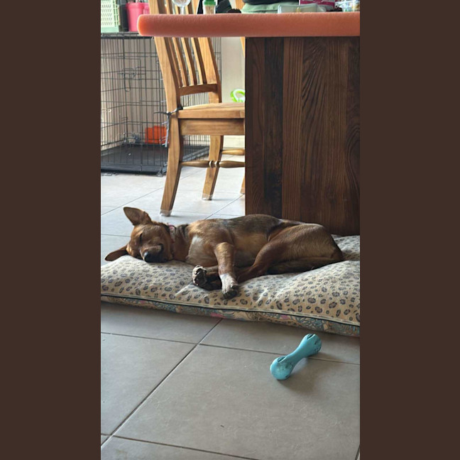 Photo of Daisy