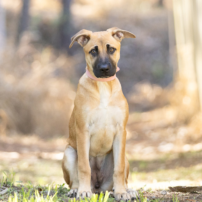 Photo of Mellow