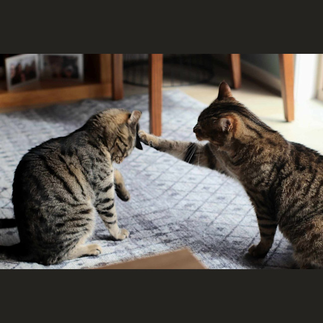 Photo of Tequila / Jaeger