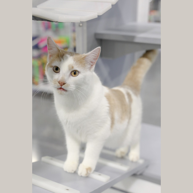 Photo of Fizz