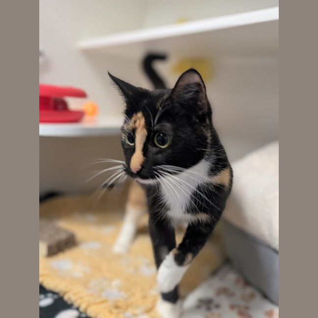 Photo of Brownie