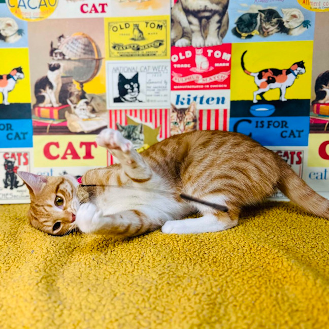 Photo of Fudge   Located In Preston 