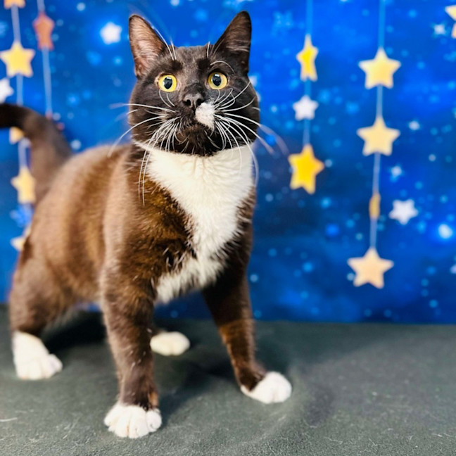 Photo of Domino   Located In Watsonia