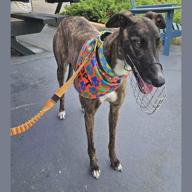 Photo of Brittney, The Greyhound
