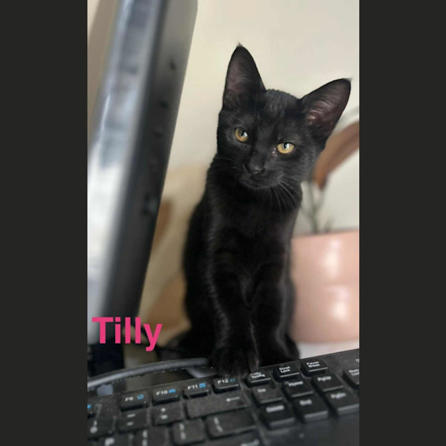 Photo of Milly & Tilly