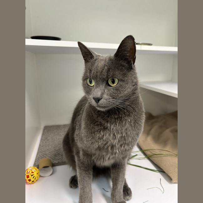 Photo of Smokey