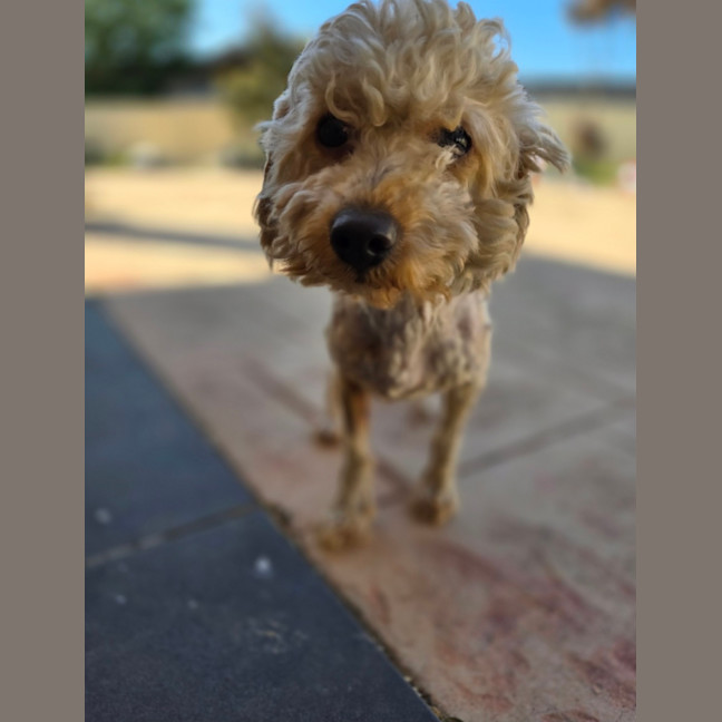 Photo of Sully