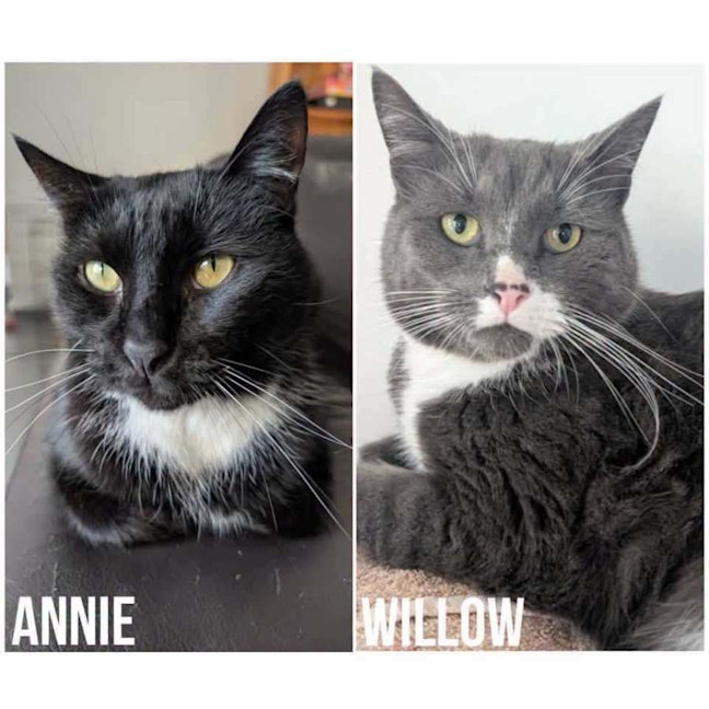 Photo of 1906 & 4092   Annie & Willow 